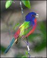 _1SB2155 painted bunting